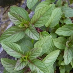 mentha x piperita chocolate Çikolata Nane Fidesi-2 Adet