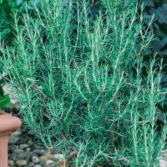 Rosmarin Blue Winter Yayılıcı Biberiye Fidesi-2 Adet