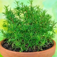 Santolina Viridis Zeytin otu 'Olivia Fidesi-2 Adet