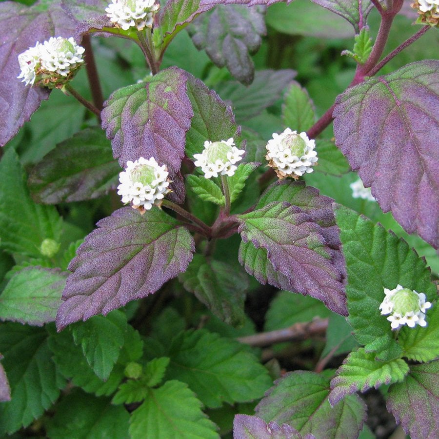 Saksılı Lippia Dulcis (Tatlı) Şeker Nane