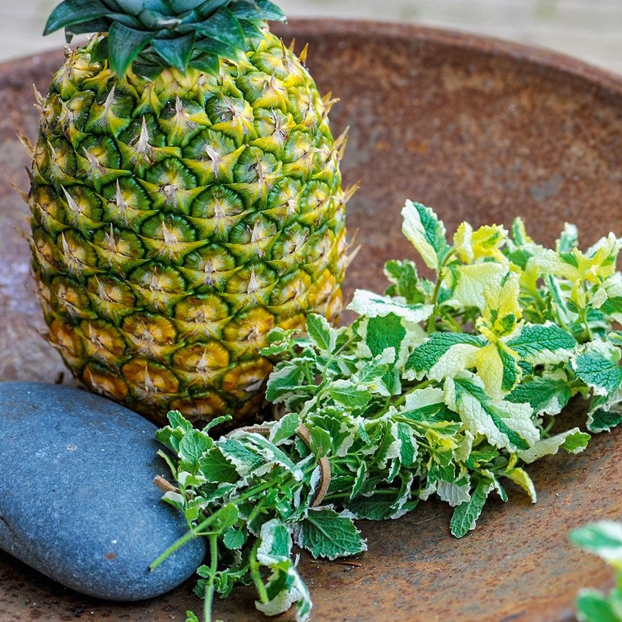 Saksılı Mentha Suaveolens Pinedo Ananas Nane