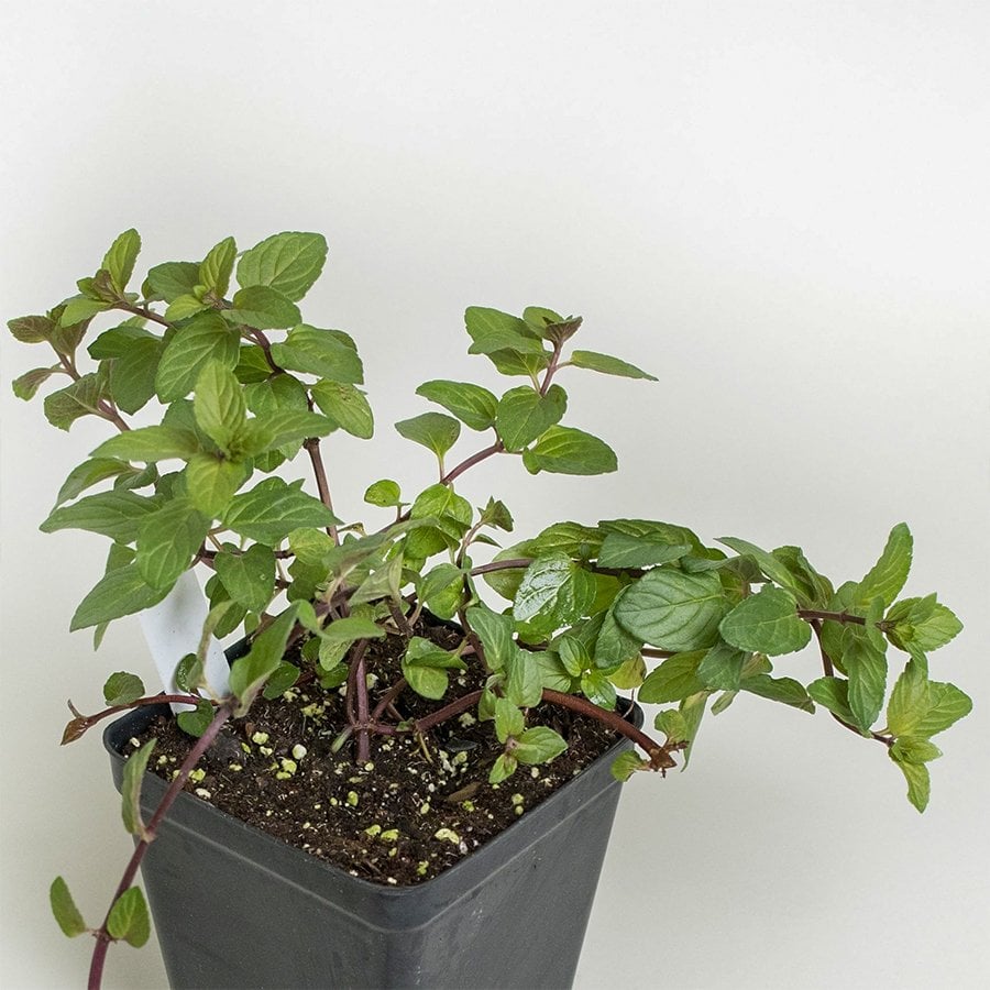 Saksılı Mentha Piperita Çikolatalı Nane