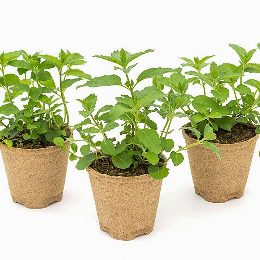 Saksılı Mentha Piperita Swiss Limon Aromalı Nane