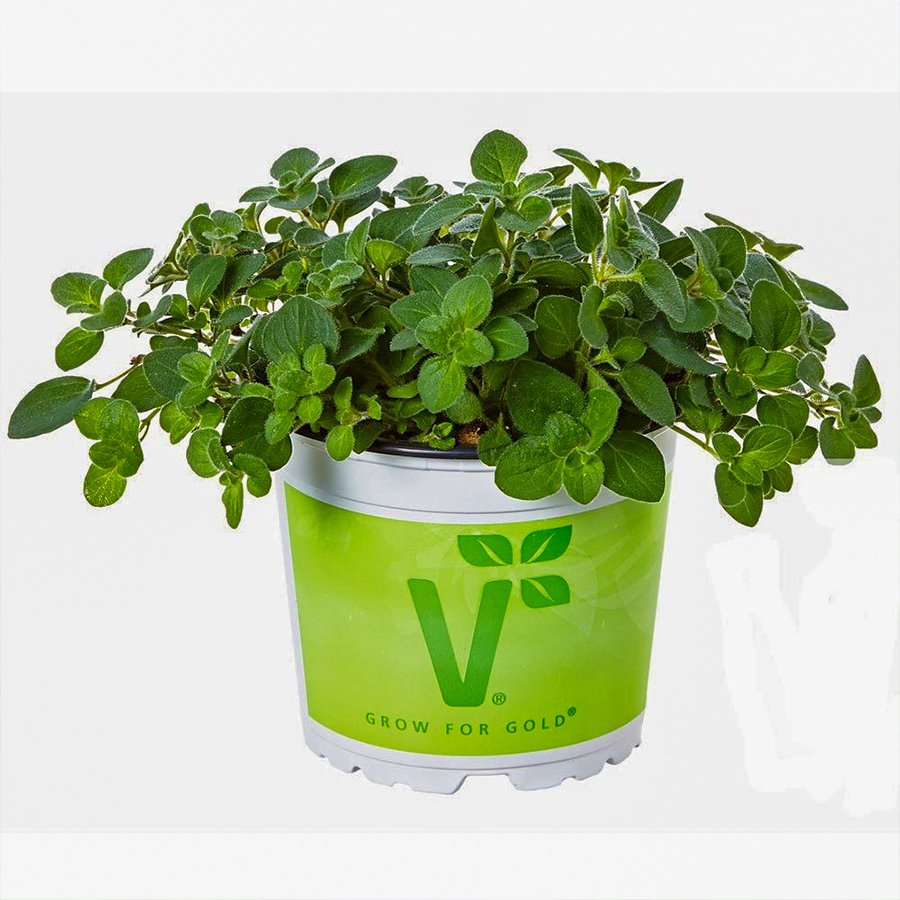 Saksılı Origanum Vulgare Poncho Kekik Mercan Serisi