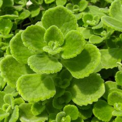 Saksılı Plectranthus Amboinicus Küba Kekik