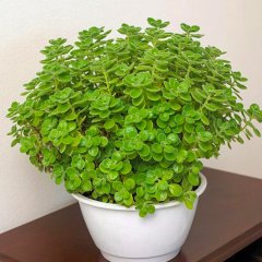 Saksılı Plectranthus Amboinicus Küba Kekik