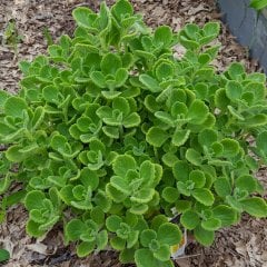 Saksılı Plectranthus Amboinicus Küba Kekik
