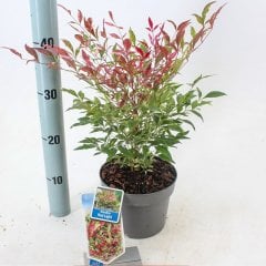 Saksıda Cennet Bambusu Nandini Domestica Fidanı