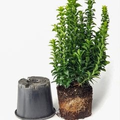 Saksıda Yeşil Taflan Bitkisi (Çit İçin)