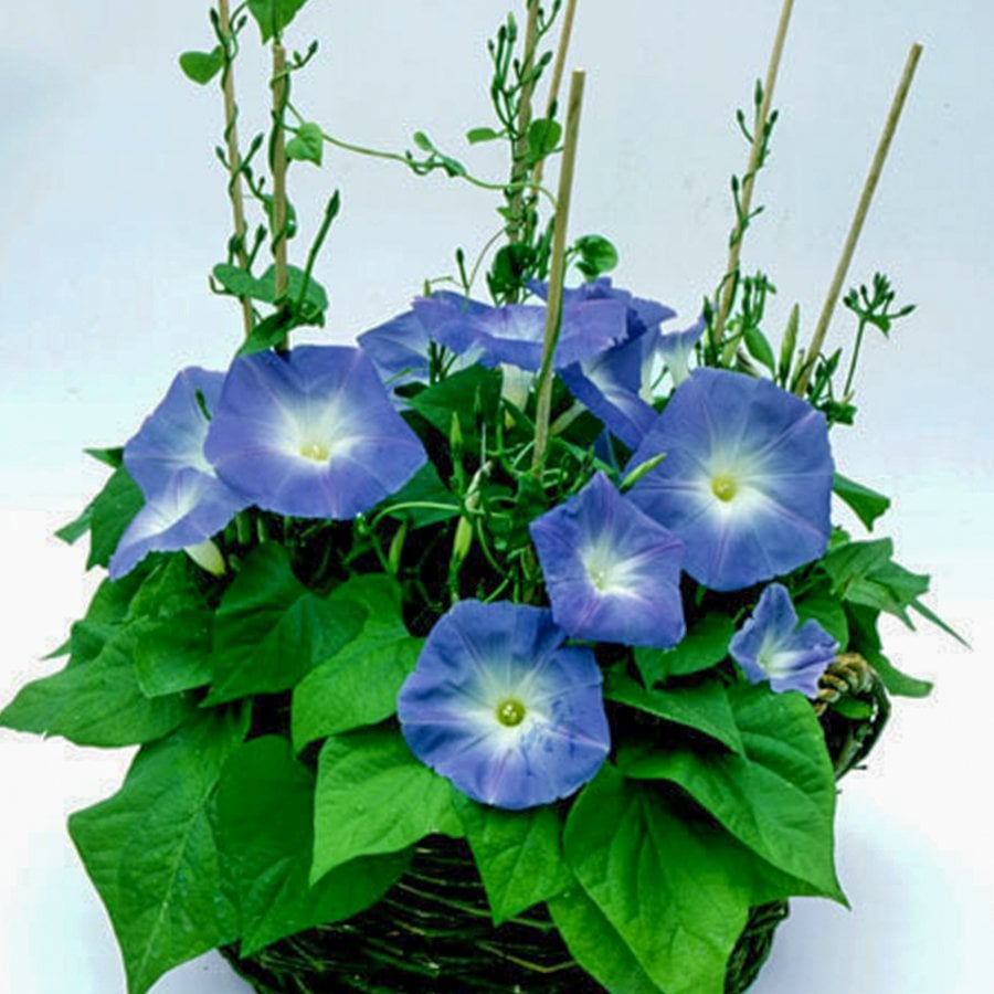 Mavi Blue Sarmaşık Çiçeği Tohumu-30 Tohum