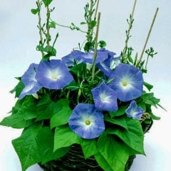 Mavi Blue Sarmaşık Çiçeği Tohumu-30 Tohum