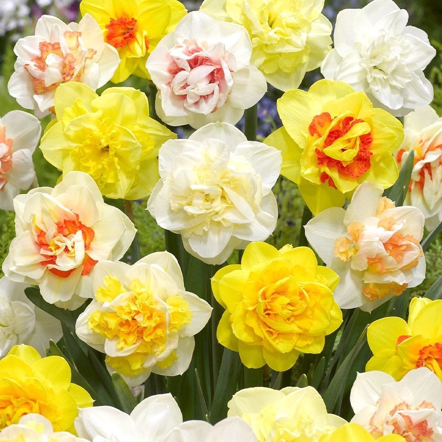 Karışık Mix Nergis Soğanı-100 Adet