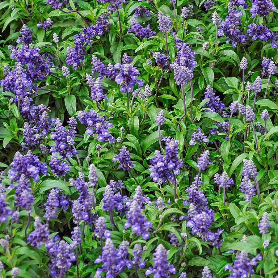 Çiçek ve Tıbbi Aromatik Adaçayı Tohumu-50 Tohum