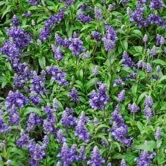 Çiçek ve Tıbbi Aromatik Adaçayı Tohumu-50 Tohum