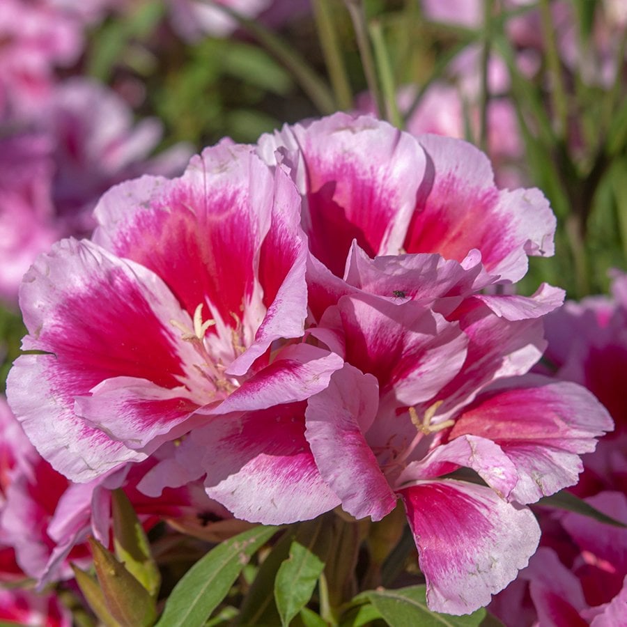 Pembe Bahçe Açelyası Çiçeği Tohumu-50 Tohum
