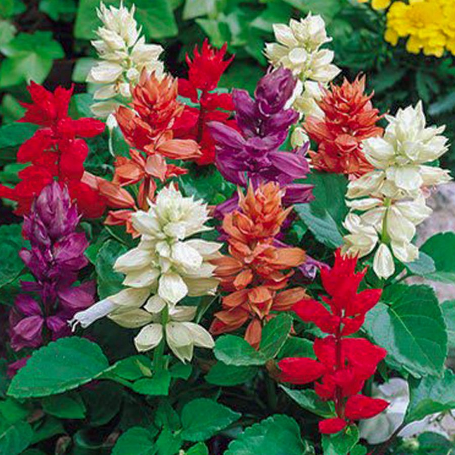 Salvia Mix Ateş Çiçeği Tohumu-25 Tohum
