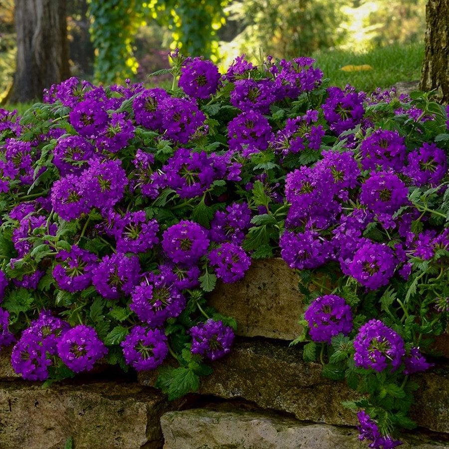 Purple Verbana Mine Çiçeği Tohumu-40 Tohum