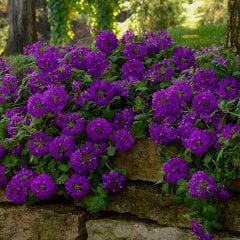 Purple Verbana Mine Çiçeği Tohumu-40 Tohum