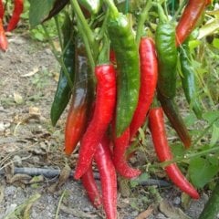 Aşağı Bakan Süs Biber Tohumu-10 Gram