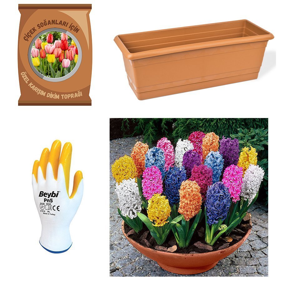 Karışık Mix Sümbül Soğanı Paketi-Toprak-Soğan-Saksı-Eldiven