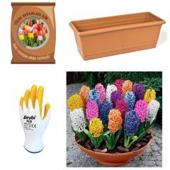 Karışık Mix Sümbül Soğanı Paketi-Toprak-Soğan-Saksı-Eldiven