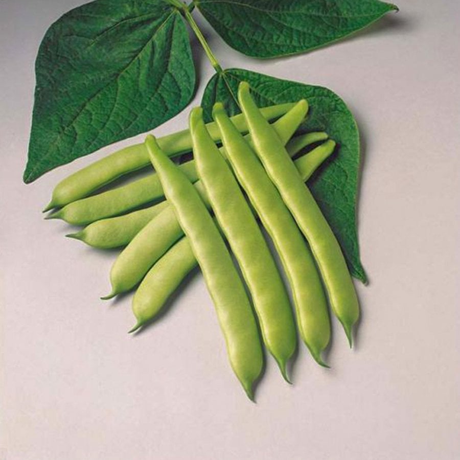 Sırık Taze Özlem Fasulye Tohumu-50 Gram