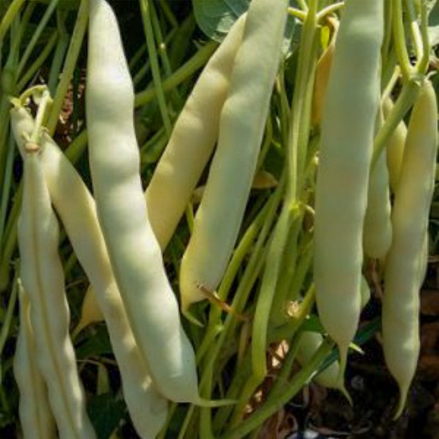 Pazar Değeri Yüksek Karlı Barbunya Tohumu-50 Gram