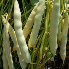 Pazar Değeri Yüksek Karlı Barbunya Tohumu-50 Gram