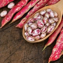 Oturak Hale (Fransız) Barbunya Tohumu-50 Gram