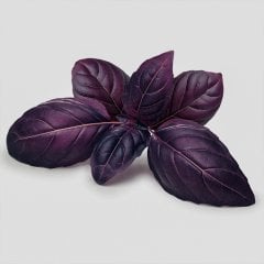 Mor Fesleğen Reyhan Tohumu-1 Gram