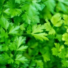 Meşhur Kokulu Maydanoz Tohumu-10 Gram