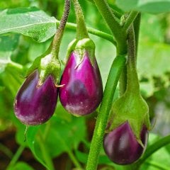 Dolmalık Topan Adana Patlıcan Tohumu-5 Gram