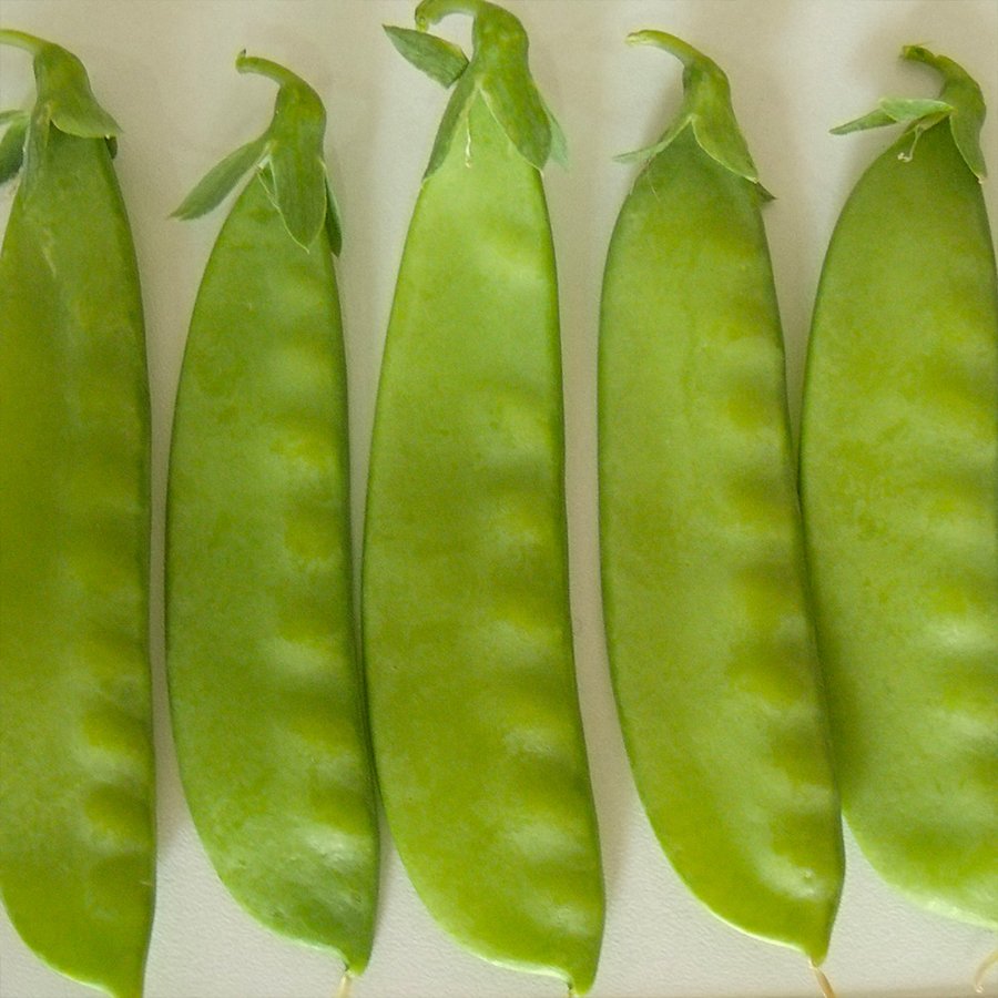 Lezzetli Yaprak Bezelye Tohumu-50 Gram