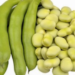 Erkenci Hilal Bakla Tohumu-50 Gram